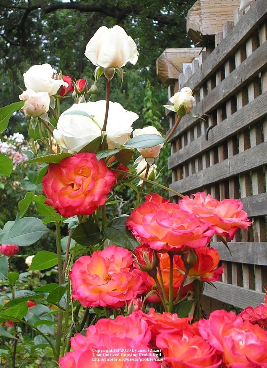 Photo of Rose (Rosa 'Typhoon') uploaded by zuzu