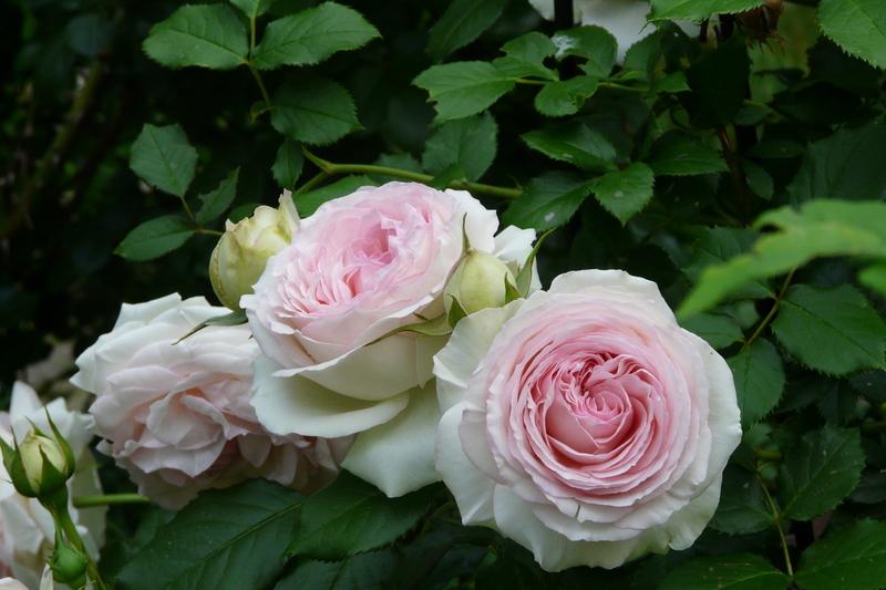 Photo of Rose (Rosa 'Pierre de Ronsard') uploaded by kassiap