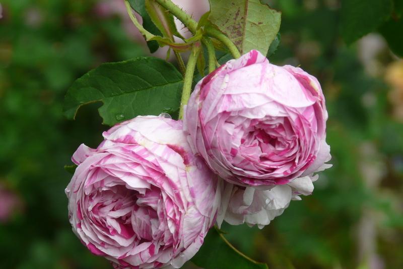 Photo of Rose (Rosa 'Variegata di Bologna') uploaded by kassiap