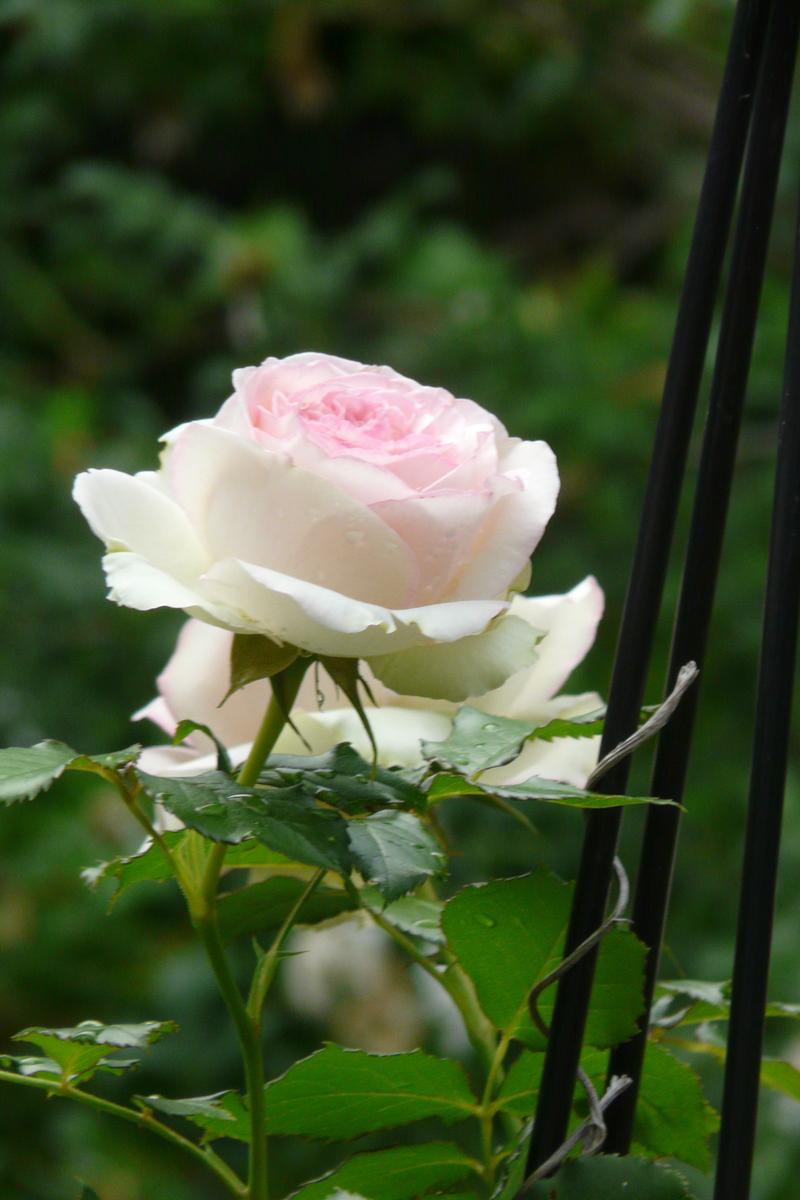 Photo of Rose (Rosa 'Pierre de Ronsard') uploaded by kassiap