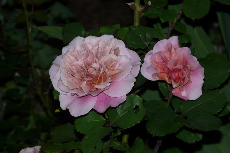 Photo of Rose (Rosa 'Distant Drums') uploaded by kassiap