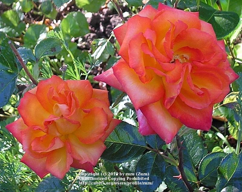 Photo of Rose (Rosa 'Winning Colors') uploaded by zuzu