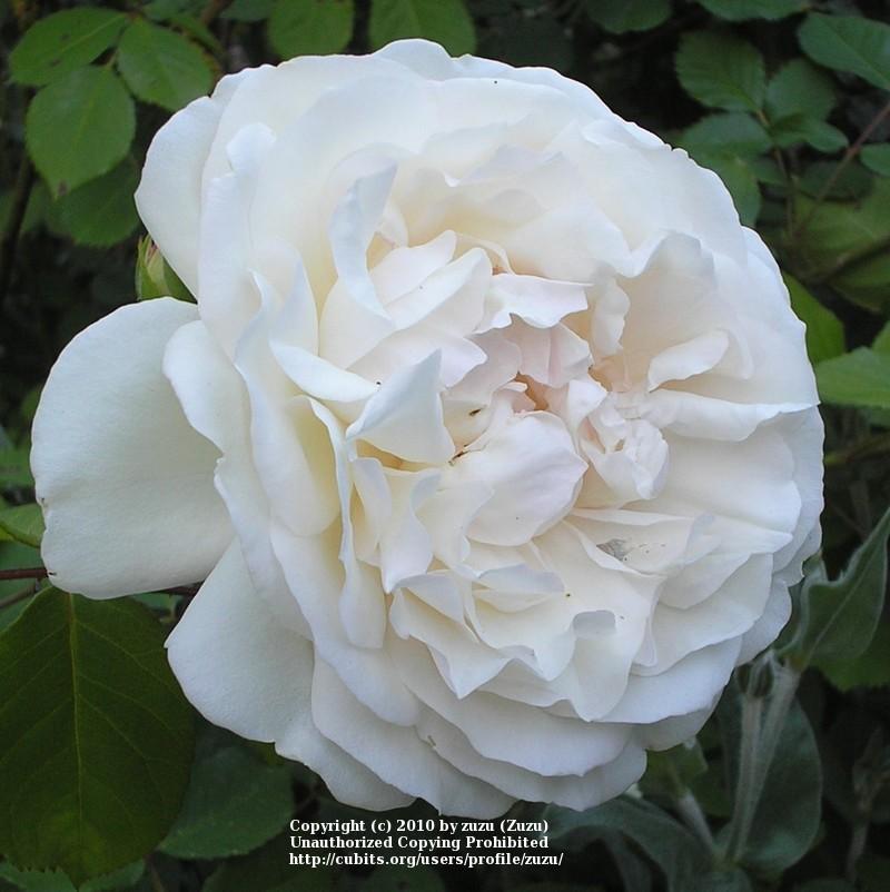 Photo of Rose (Rosa 'Winchester Cathedral') uploaded by zuzu