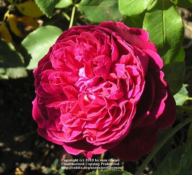 Photo of Rose (Rosa 'William Shakespeare') uploaded by zuzu