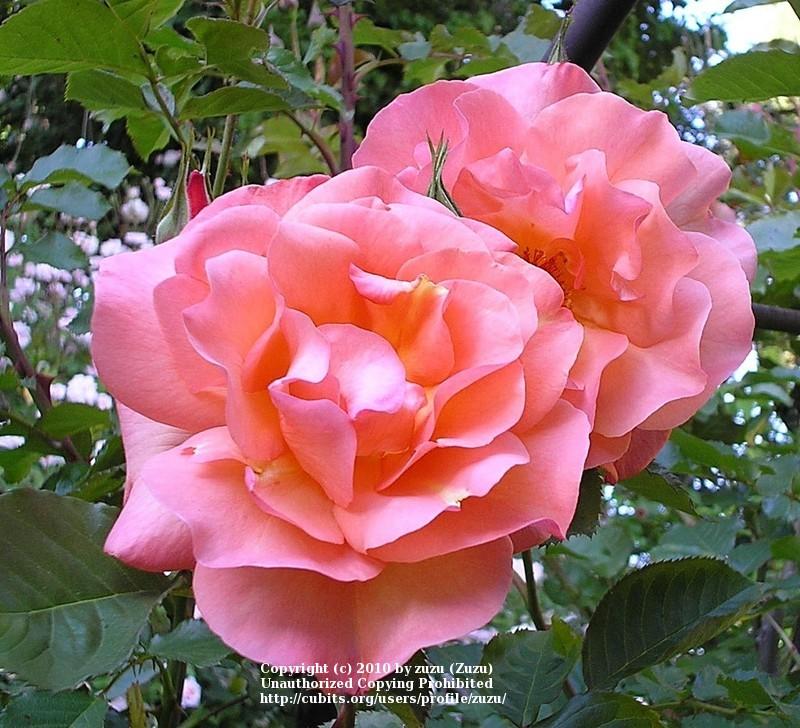 Photo of Rose (Rosa 'Westerland') uploaded by zuzu