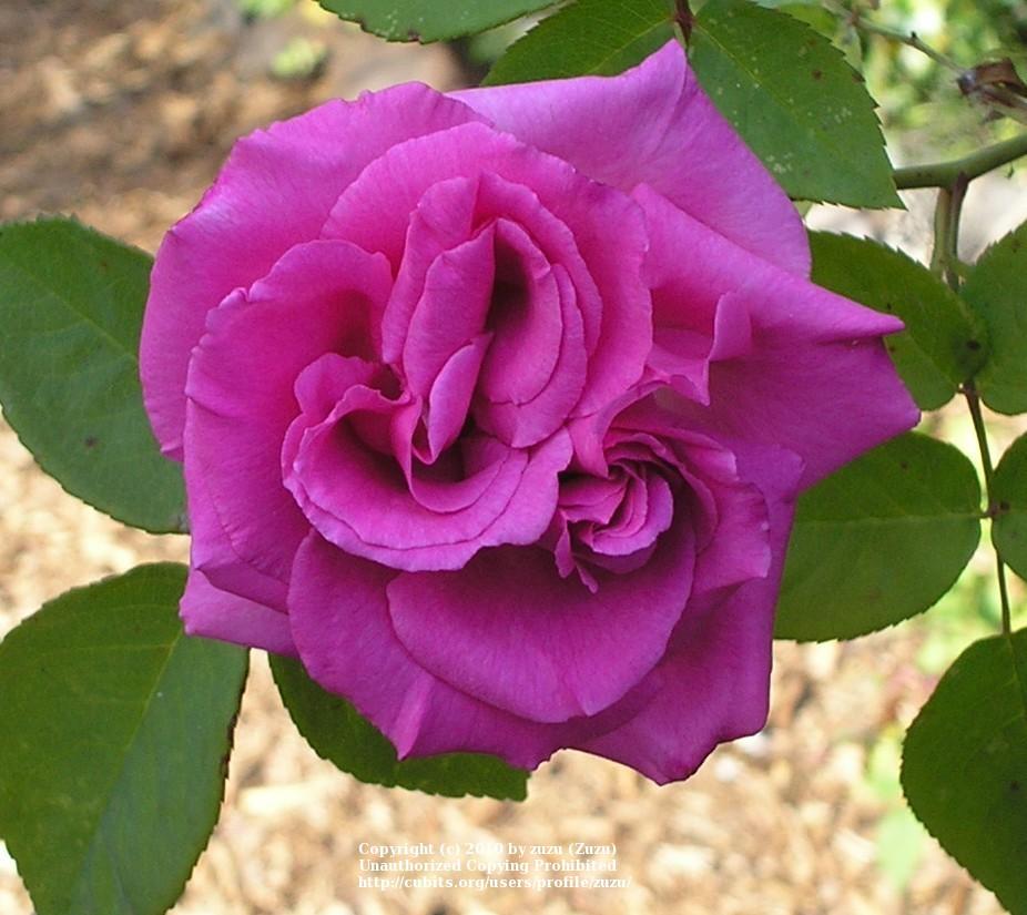 Photo of Rose (Rosa 'Zephirine Drouhin') uploaded by zuzu