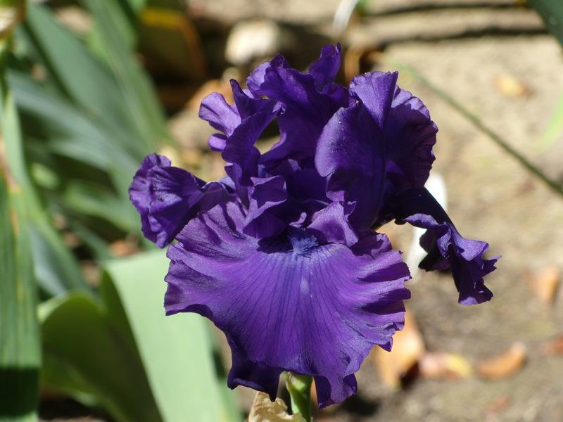 Photo of Tall Bearded Iris (Iris 'Purple Ritz') uploaded by Betja