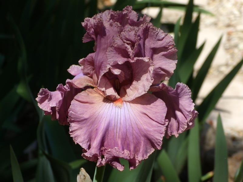 Photo of Tall Bearded Iris (Iris 'Eye for Style') uploaded by Betja