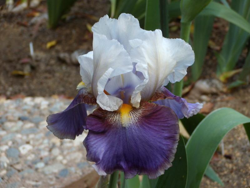 Photo of Tall Bearded Iris (Iris 'Dylan') uploaded by Betja