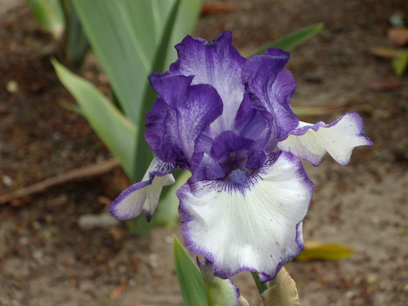 Photo of Tall Bearded Iris (Iris 'Lady Laree') uploaded by Betja