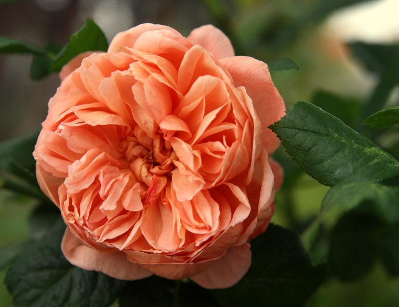 Photo of Rose (Rosa 'Summer Song') uploaded by Calif_Sue