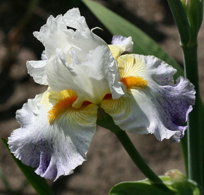 Photo of Tall Bearded Iris (Iris 'Arctic Burst') uploaded by MShadow