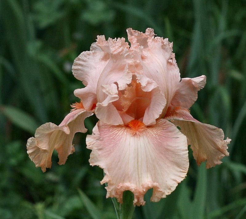 Photo of Tall Bearded Iris (Iris 'Augustine') uploaded by MShadow