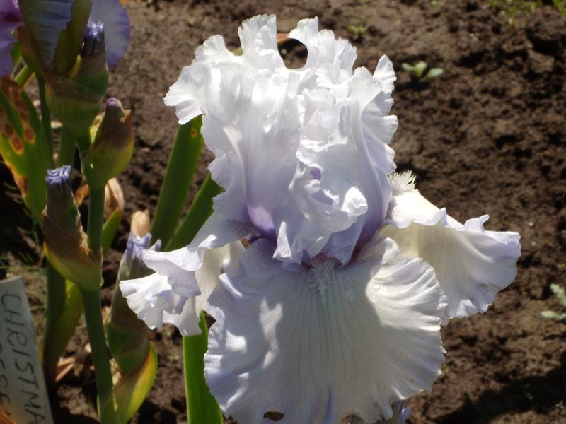 Photo of Tall Bearded Iris (Iris 'Through the Clouds') uploaded by Betja