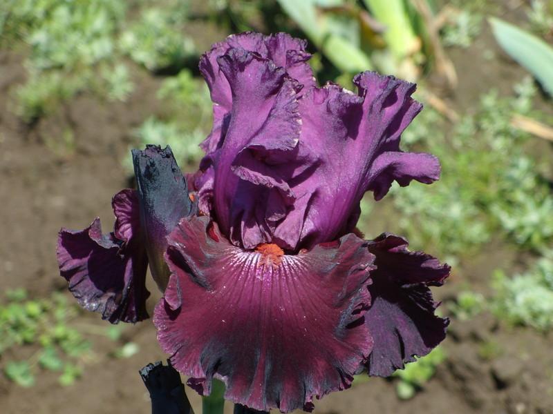 Photo of Tall Bearded Iris (Iris 'Pianoforte') uploaded by Betja