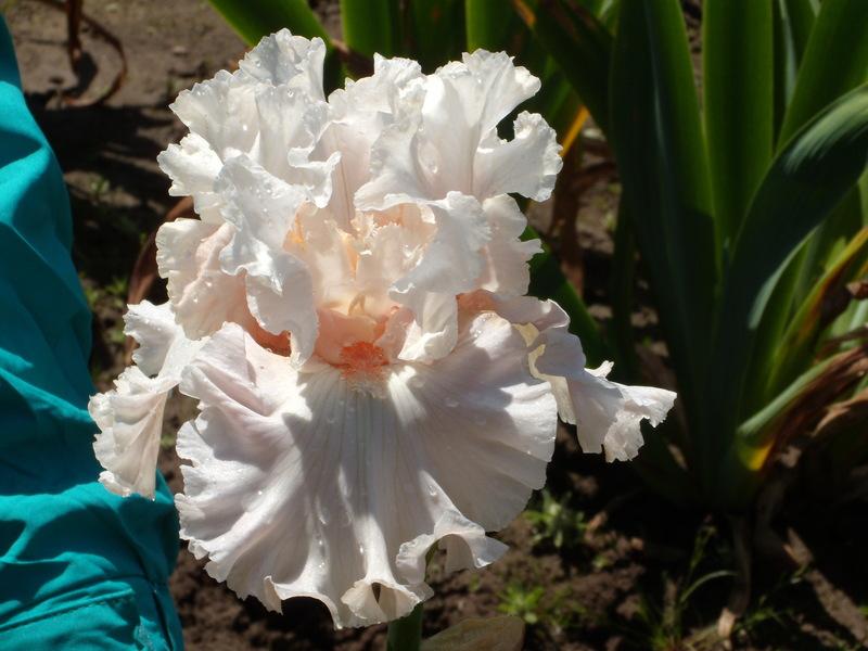 Photo of Tall Bearded Iris (Iris 'Hopeless Romantic') uploaded by Betja