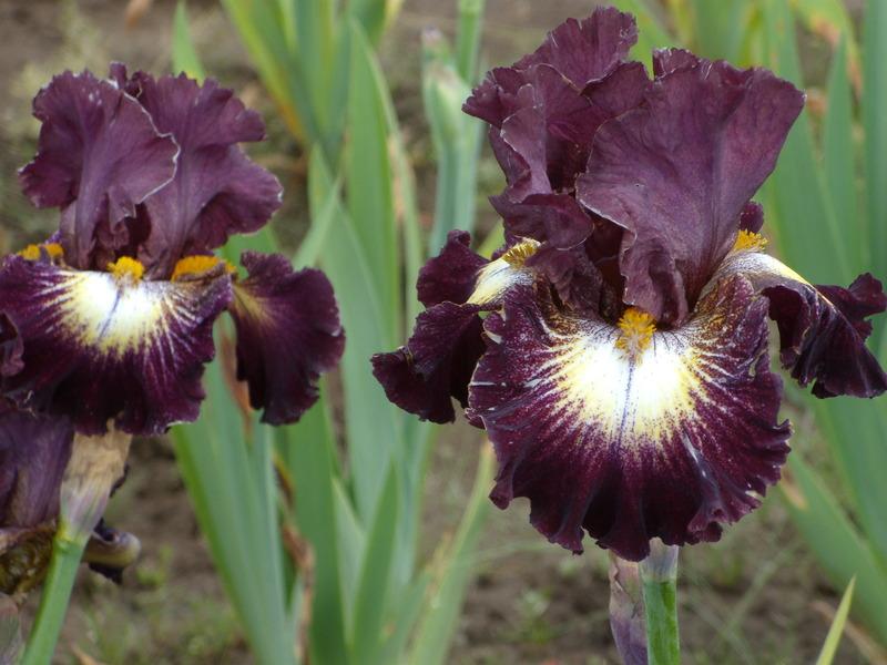 Photo of Tall Bearded Iris (Iris 'Tunnel Vision') uploaded by Betja