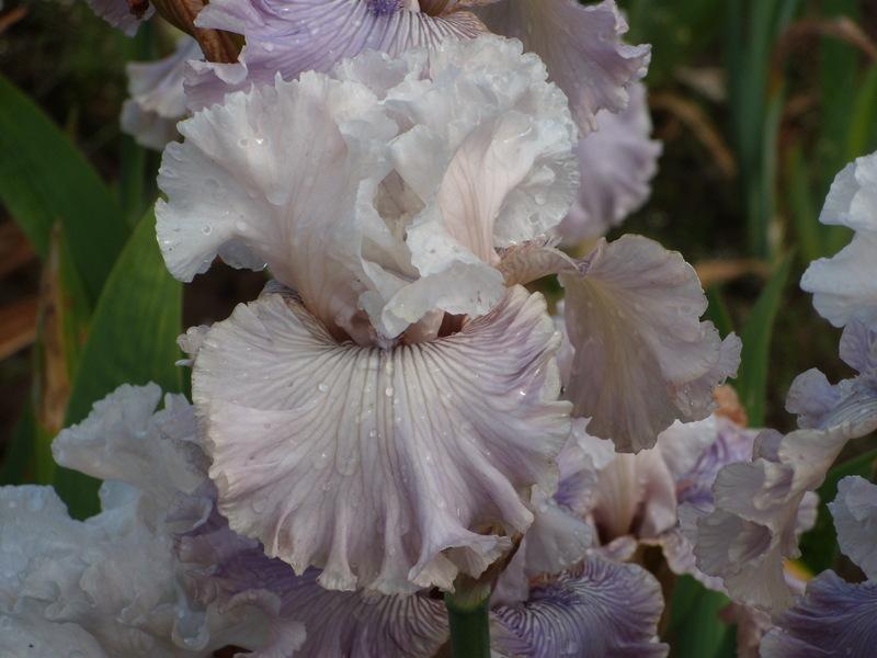 Photo of Tall Bearded Iris (Iris 'Haunted Heart') uploaded by Betja