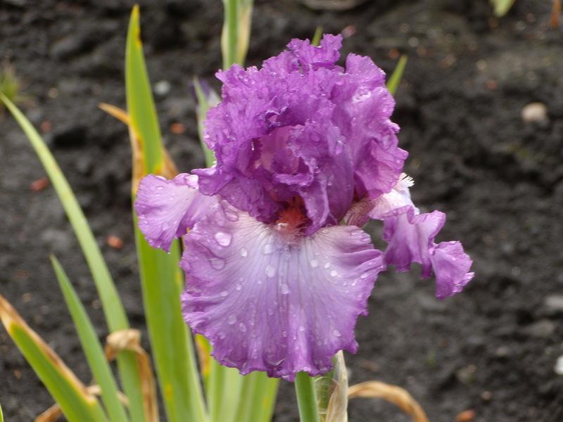 Photo of Tall Bearded Iris (Iris 'Russian Violet') uploaded by Betja