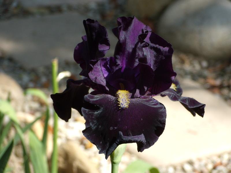 Photo of Tall Bearded Iris (Iris 'Here Comes the Night') uploaded by Betja