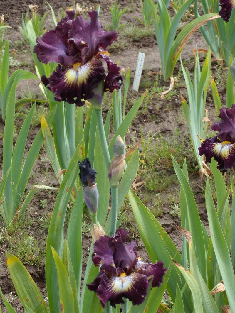 Photo of Tall Bearded Iris (Iris 'Tunnel Vision') uploaded by Betja