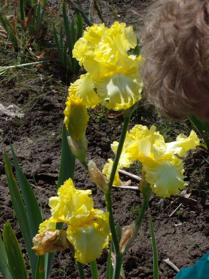 Photo of Tall Bearded Iris (Iris 'Sun Shine In') uploaded by Betja