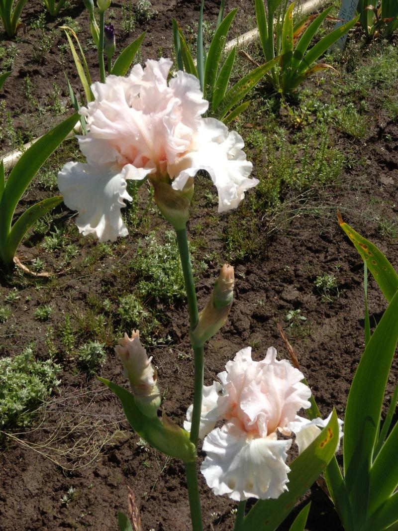 Photo of Tall Bearded Iris (Iris 'Magical') uploaded by Betja