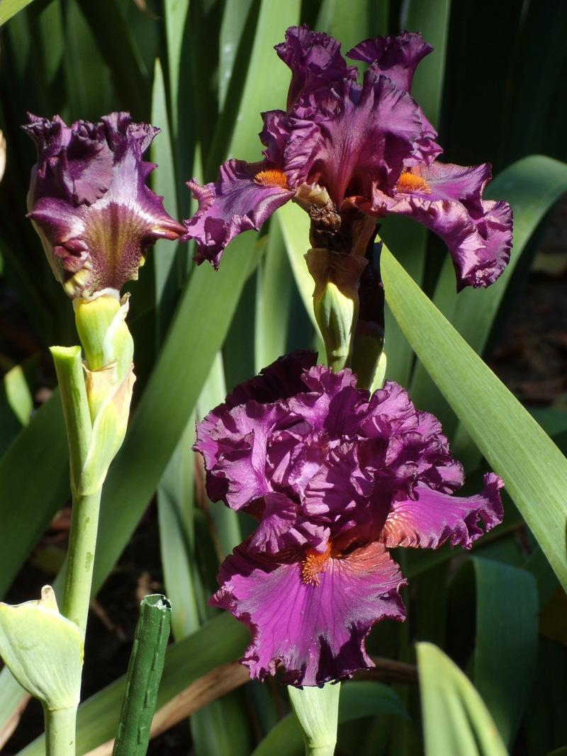 Photo of Tall Bearded Iris (Iris 'Mambo Italiano') uploaded by Betja