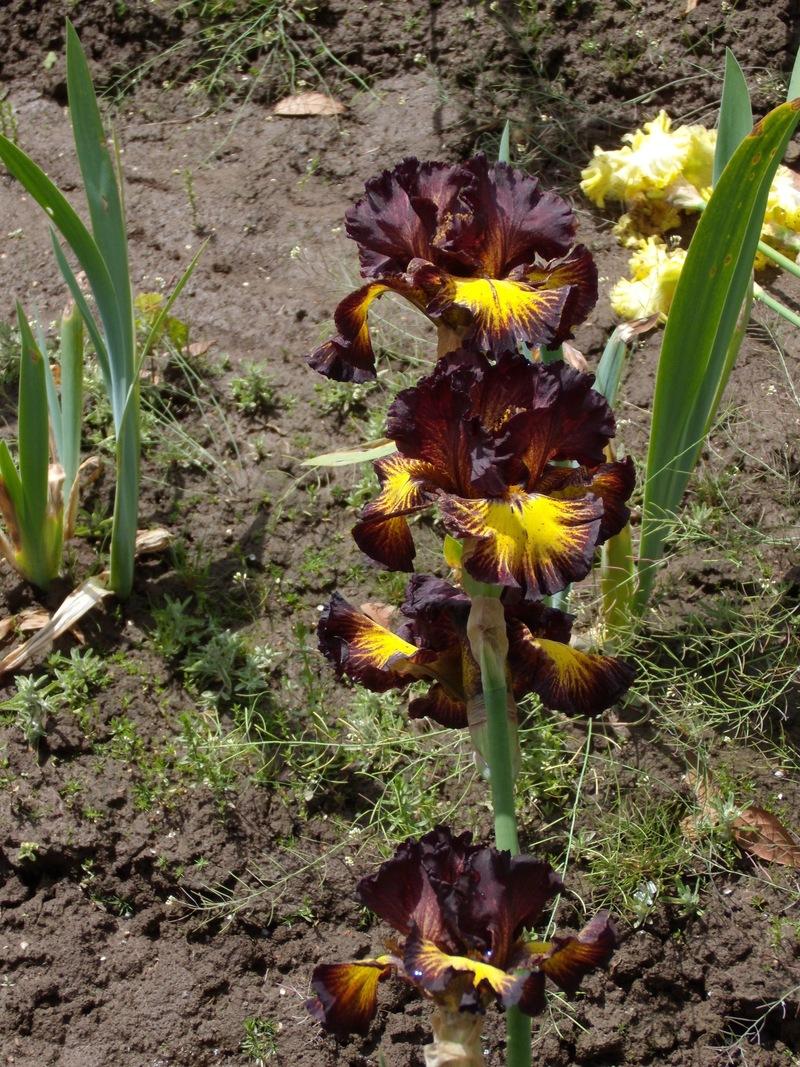 Photo of Tall Bearded Iris (Iris 'Tuscan Summer') uploaded by Betja