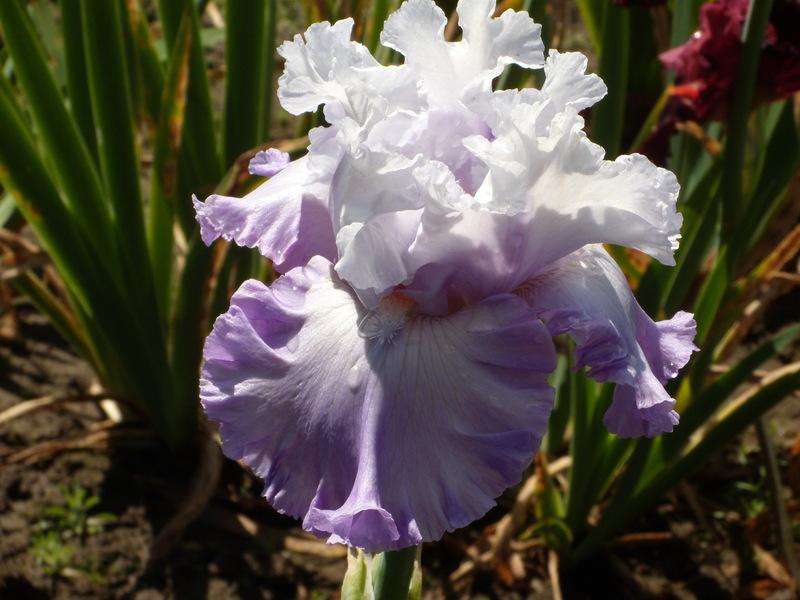 Photo of Tall Bearded Iris (Iris 'Enamored') uploaded by Betja