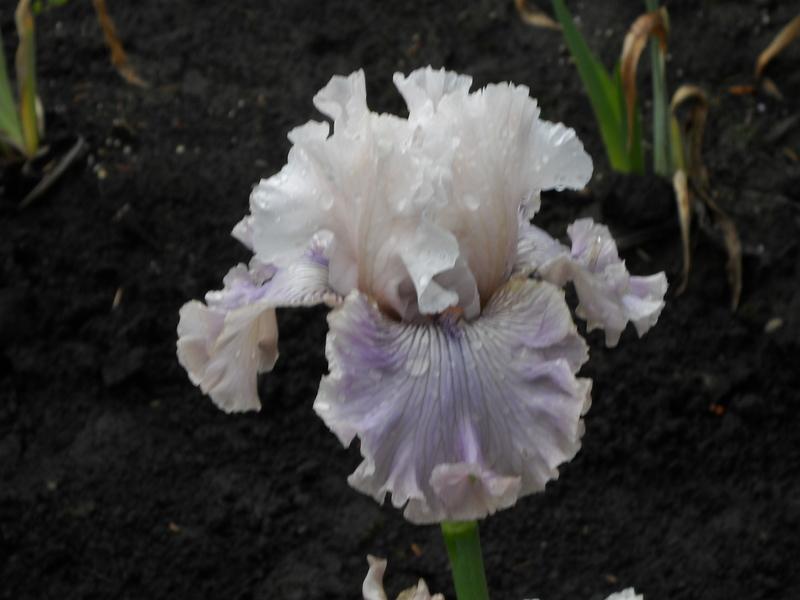Photo of Tall Bearded Iris (Iris 'Haunted Heart') uploaded by Betja