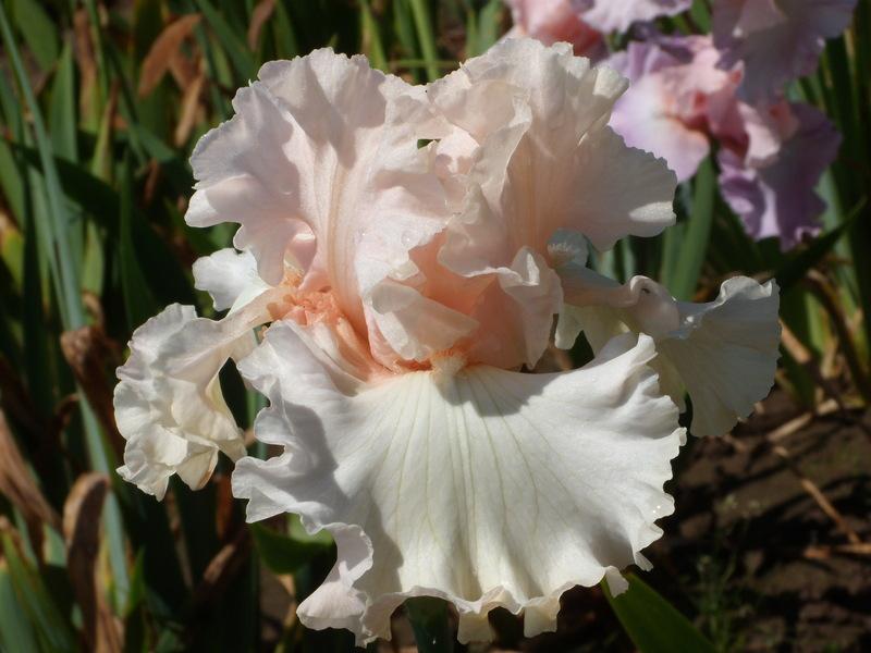Photo of Tall Bearded Iris (Iris 'Magical') uploaded by Betja
