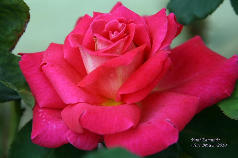 Photo of Rose (Rosa 'Wini Edmunds') uploaded by Calif_Sue