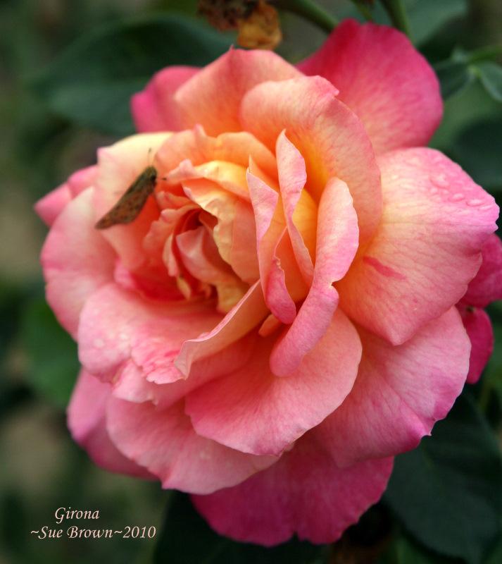 Photo of Rose (Rosa 'Girona') uploaded by Calif_Sue