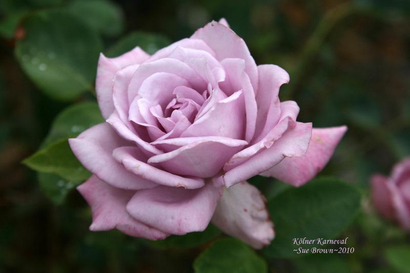 Photo of Rose (Rosa 'Koelner Karneval') uploaded by Calif_Sue
