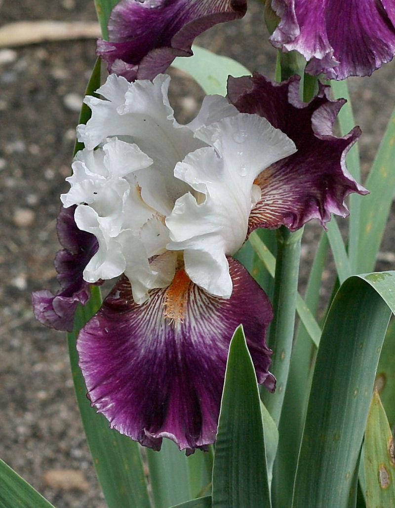 Photo of Tall Bearded Iris (Iris 'Brave Face') uploaded by MShadow