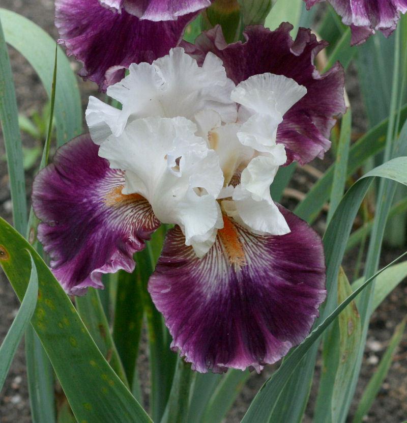 Photo of Tall Bearded Iris (Iris 'Brave Face') uploaded by MShadow