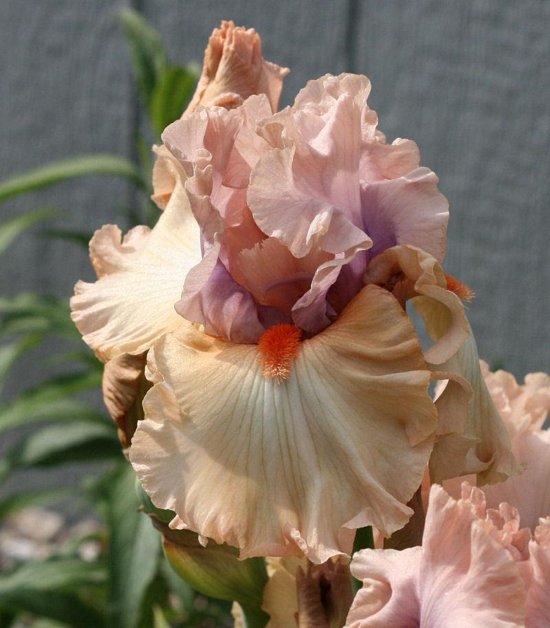 Photo of Tall Bearded Iris (Iris 'Bel Esprit') uploaded by MShadow