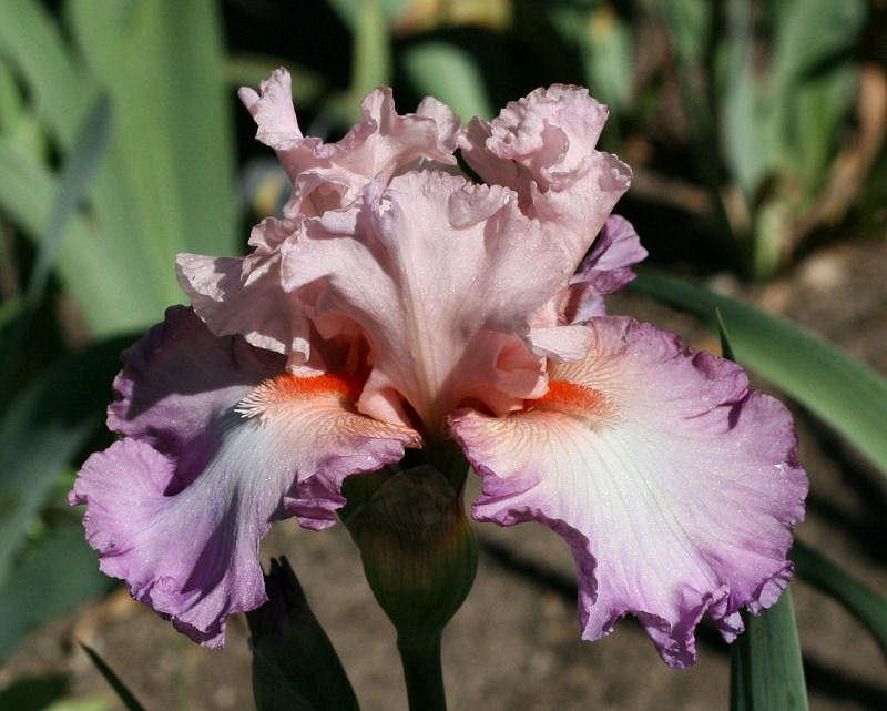 Photo of Tall Bearded Iris (Iris 'Blowing Kisses') uploaded by MShadow