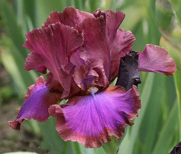 Photo of Tall Bearded Iris (Iris 'Bronze Peacock') uploaded by MShadow