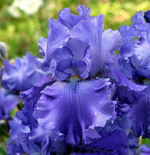 Photo of Tall Bearded Iris (Iris 'Blenheim Royal') uploaded by MShadow