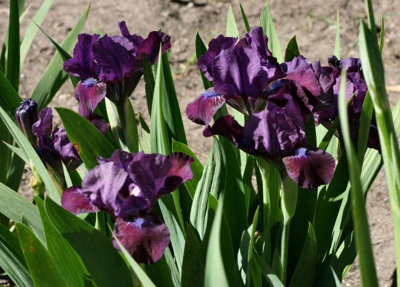Photo of Standard Dwarf Bearded Iris (Iris 'Blueberry Sweetie') uploaded by MShadow