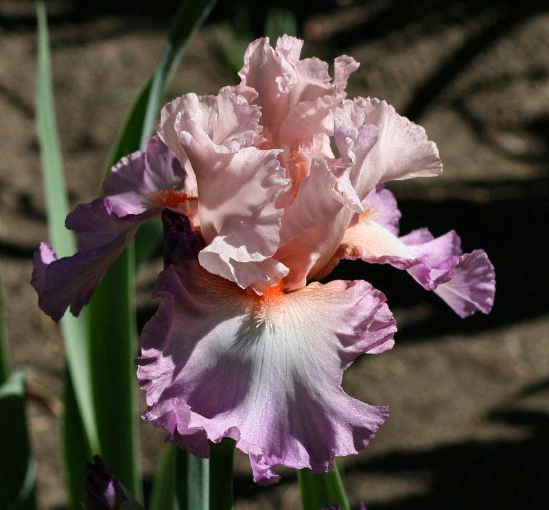 Photo of Tall Bearded Iris (Iris 'Blowing Kisses') uploaded by MShadow