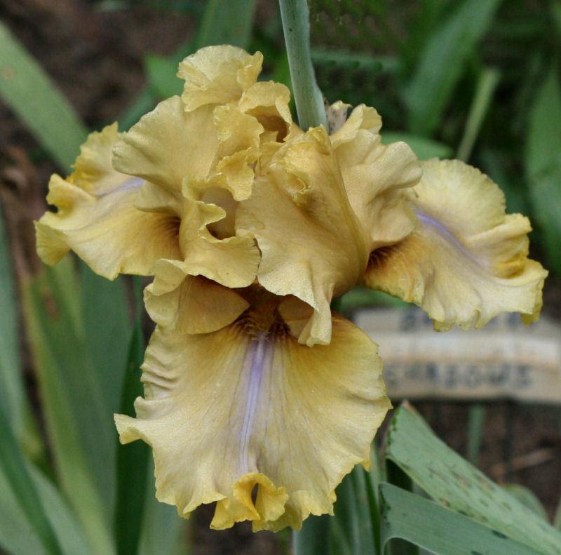 Photo of Tall Bearded Iris (Iris 'Bamboo Shadows') uploaded by MShadow