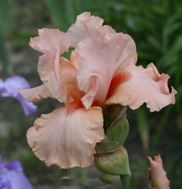 Photo of Tall Bearded Iris (Iris 'Blushing Kiss') uploaded by MShadow