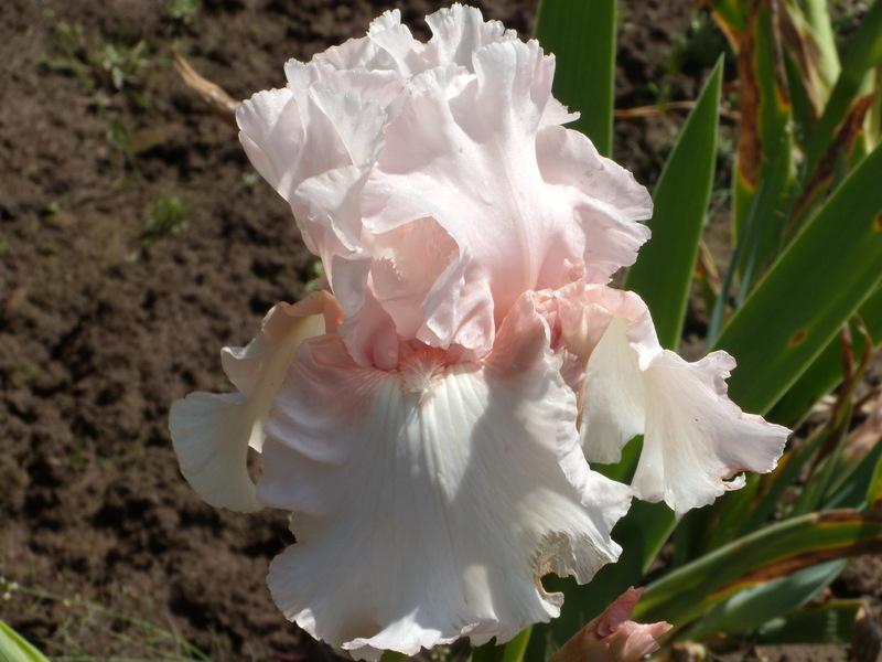 Photo of Tall Bearded Iris (Iris 'Magic Act') uploaded by Betja