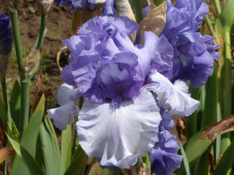 Photo of Tall Bearded Iris (Iris 'Aegean Wind') uploaded by Betja