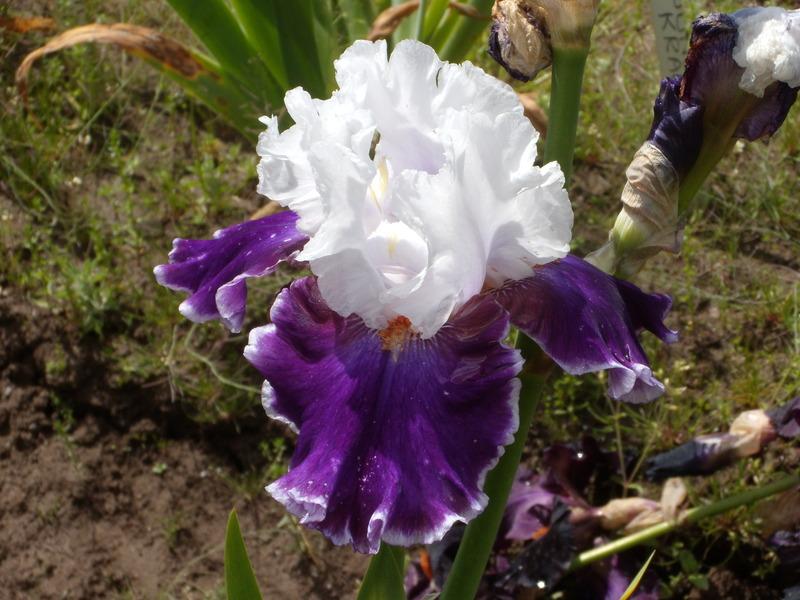 Photo of Tall Bearded Iris (Iris 'Merry Amigo') uploaded by Betja