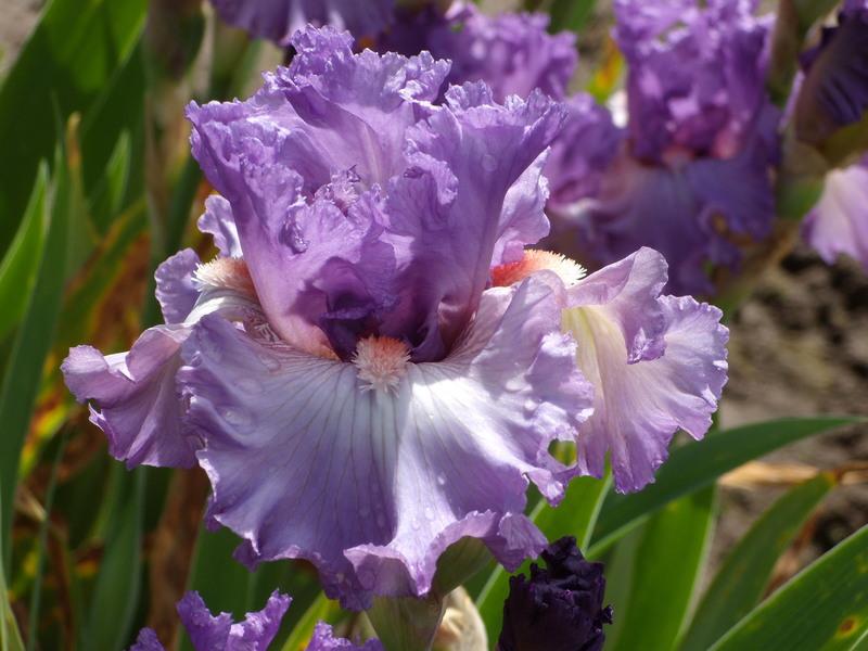 Photo of Border Bearded Iris (Iris 'Imbroglio') uploaded by Betja