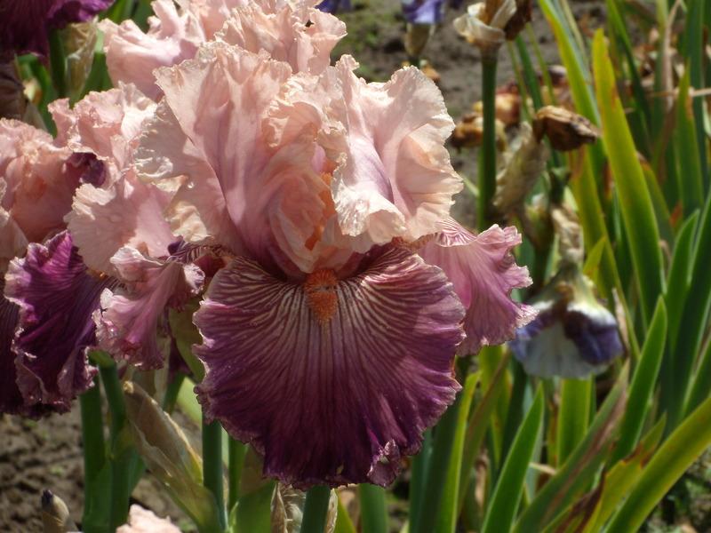 Photo of Tall Bearded Iris (Iris 'Full of Magic') uploaded by Betja